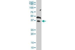 GZMH MaxPab polyclonal antibody. (GZMH antibody  (AA 1-246))