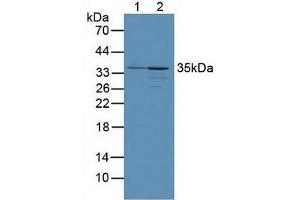 Figure. (PINK1 antibody  (AA 262-507))
