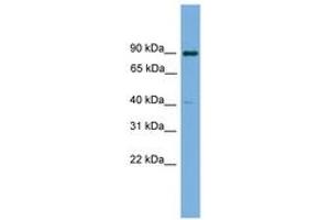 Image no. 1 for anti-Potassium Channel Tetramerisation Domain Containing 16 (KCTD16) (AA 107-156) antibody (ABIN6745149) (KCTD16 antibody  (AA 107-156))