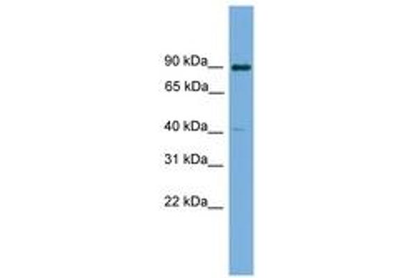 KCTD16 antibody  (AA 107-156)