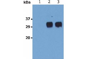 Western Blotting analysis (non-reducing conditions) of LST1 in whole cell lysate of U937 human Caucasian histiocytic lymphoma cell line.
