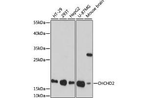 Western blot analysis of extracts of various cell lines, using CHCHD2 antibody (ABIN7266448) at 1:1000 dilution.