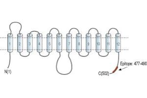 Representative domain view of the target of ABIN7043702.