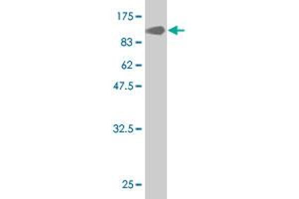YES1 antibody  (AA 1-543)
