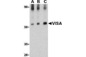 Western Blotting (WB) image for anti-Mitochondrial Antiviral Signaling Protein (MAVS) (Middle Region) antibody (ABIN1031160) (MAVS antibody  (Middle Region))