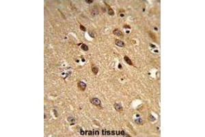 Immunohistochemistry (IHC) image for anti-phosphatidylserine Decarboxylase (PISD) antibody (ABIN3003933) (PISD antibody)