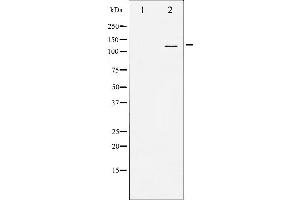 Western blot analysis of SREBP-1 expression in TNF treated JK whole cell lysates,The lane on the left is treated with the antigen-specific peptide. (SREBF1 antibody)