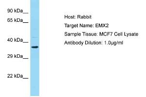 WB Suggested Anti-EMX2 Antibody Titration:  0.