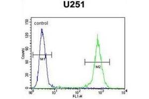 Flow cytometric analysis of U251 cells using GGTLC2 Antibody (Center) Cat. (GGTLC2 antibody  (Middle Region))