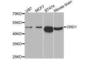 Western blot analysis of extracts of various cell lines, using DRD1 antibody. (Dopamine Receptor d1 antibody)