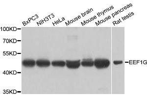 Western blot analysis of extracts of various cell lines, using EEF1G antibody.