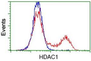 HEK293T cells transfected with either RC201745 overexpress plasmid (Red) or empty vector control plasmid (Blue) were immunostained by anti-HDAC1 antibody (ABIN2454058), and then analyzed by flow cytometry. (HDAC1 antibody)