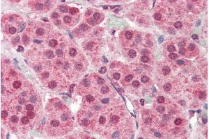 ABIN185561 (5µg/ml) staining of paraffin embedded Human Adrenal Gland. (PARP2 antibody  (Internal Region))