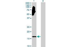 Western Blot analysis of NME3 expression in transfected 293T cell line by NME3 MaxPab polyclonal antibody. (NME3 antibody  (AA 1-169))