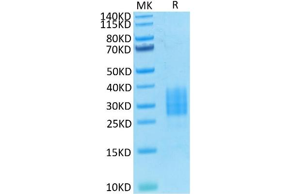 NCR3 Protein (AA 19-138) (His-Avi Tag,Biotin)