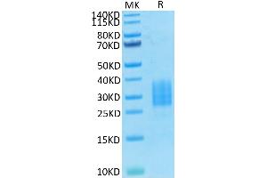 Biotinylated Human NKp30 on Tris-Bis PAGE under reduced condition. (NCR3 Protein (AA 19-138) (His-Avi Tag,Biotin))