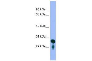 RAB5C antibody used at 0. (Rab5c antibody  (Middle Region))