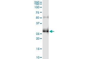 Immunoprecipitation of KCNIP3 transfected lysate using anti-KCNIP3 MaxPab rabbit polyclonal antibody and Protein A Magnetic Bead , and immunoblotted with KCNIP3 purified MaxPab mouse polyclonal antibody (B01P) . (DREAM antibody  (AA 1-256))