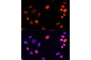 Immunofluorescence analysis of NIH/3T3 cells using TriMethyl-Histone H3-K64 antibody (ABIN7267701) at dilution of 1:100. (Histone 3 antibody  (H3K64me3))