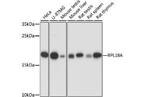 Western blot analysis of extracts of various cell lines, using RPL18A antibody (ABIN7269994) at 1:1000 dilution. (RPL18A antibody  (AA 50-176))