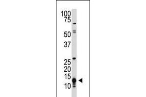Antibody is used in Western blot to detect SUMO1 in HL-60 cell lysate. (D SUMO (AA 37-66), (C-Term) antibody)