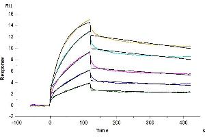 Human Claudin 6 VLP immobilized on CM5 Chip can bind Anti-Claudin 6 Antibody with an affinity constant of 0.