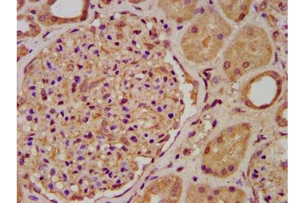 ENOSF1 antibody  (AA 171-286)