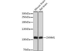 Western blot analysis of extracts of various cell lines, using CNNM1 Rabbit pAb (ABIN7266572) at 1:3000 dilution. (Cyclin M1 antibody  (AA 692-951))