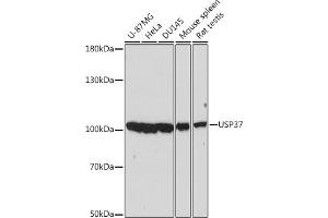 Western blot analysis of extracts of various cell lines, using USP37 antibody (ABIN7271158) at 1:2000 dilution. (USP37 antibody  (AA 150-250))