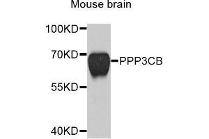 Western blot analysis of extracts of mouse brain, using PPP3CB antibody (ABIN5971879) at 1/1000 dilution. (PPP3CB antibody)
