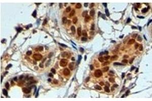 Image no. 1 for anti-Apurinic/Apyrimidinic Endonuclease 1 (APEX1) (N-Term) antibody (ABIN374178) (APEX1 antibody  (N-Term))