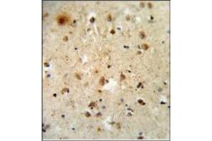 AP17892PU-N ATF6 Antibody (Center) staining of Formalin-Fixed and Paraffin-Embedded Human brain tissue. (ATF6 antibody  (Middle Region))