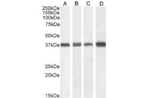ABIN185372 (1µg/ml) staining of NIH3T3 (A), (0. (NPM1 antibody  (C-Term))