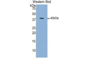 Western Blotting (WB) image for anti-Brain-Derived Neurotrophic Factor (BDNF) (AA 129-247) antibody (ABIN1077869) (BDNF antibody  (AA 129-247))