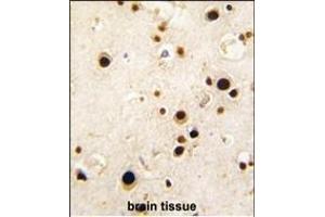 Formalin-fixed and paraffin-embedded human brain tissue reacted with HNRPQ antibody (C-term), which was peroxidase-conjugated to the secondary antibody, followed by DAB staining. (HNRPQ antibody  (C-Term))