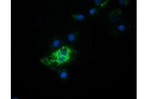 Anti-HIBCH mouse monoclonal antibody (ABIN2453121) immunofluorescent staining of COS7 cells transiently transfected by pCMV6-ENTRY HIBCH (RC209814). (HIBCH antibody)