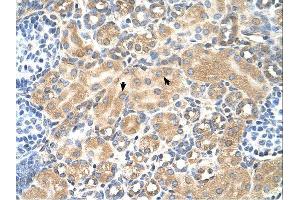 Tetraspanin 5 antibody was used for immunohistochemistry at a concentration of 4-8 ug/ml.