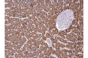 IHC-P Image RPS15 antibody detects RPS15 protein at cytosol on mouse liver by immunohistochemical analysis.