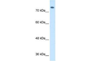 WB Suggested Anti-ABP1 Antibody  Titration: 1 ug/ml Positive Control: HepG2 cell lysate (DAO antibody  (C-Term))
