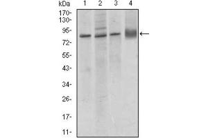 Western Blotting (WB) image for anti-Cadherin 5 (CDH5) (AA 29-223) antibody (ABIN1846316) (Cadherin 5 antibody  (AA 29-223))