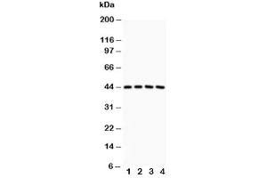 Western blot testing of SIRT3 antibody and Lane 1:  rat spleen (SIRT3 antibody  (AA 66-399))