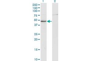 Western Blot analysis of CKM expression in transfected 293T cell line by CKM monoclonal antibody (M01), clone 3E1-F3.