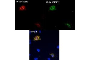 Immunofluorescence (IF) image for Chicken anti-Chicken IgY antibody (DyLight 488) (ABIN7273052) (Chicken anti-Chicken IgY Antibody (DyLight 488))