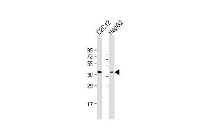 All lanes : Anti-TFDP1 Antibody (N-Term) at 1:2000 dilution Lane 1: C2C12 whole cell lysate Lane 2: HepG2 whole cell lysate Lysates/proteins at 20 μg per lane. (DP1 antibody  (AA 83-114))