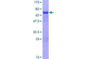 SDS3 Protein (AA 1-328) (GST tag)