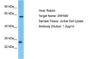 Host: Rabbit Target Name: ZNF680 Sample Type: Jurkat Whole Cell lysates Antibody Dilution: 1.