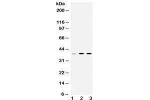 Western blot testing of 1) rat liver, 2) mouse thymus and 3) human HeLa lysate with hnRNP A1 antibody at 0. (HNRNPA1 antibody  (AA 8-42))