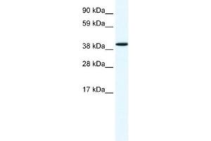 Annexin A7 antibody used at 1.