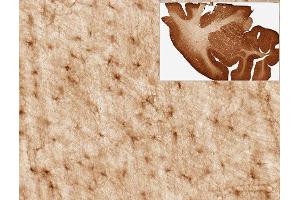 Immunohistochemistry (IHC) staining of Rhesus macaque brain for astrocyte marker Aldh1L1 using Anti-Aldh1L1 Antibody (ABIN1304520) (clone N103/39, 1:3000). (ALDH1L1 antibody  (AA 1-902))