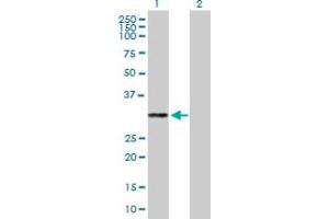 Western Blot analysis of PRTN3 expression in transfected 293T cell line by PRTN3 MaxPab polyclonal antibody. (PRTN3 antibody  (AA 1-256))